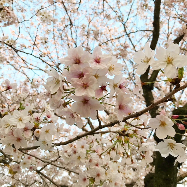 桜大